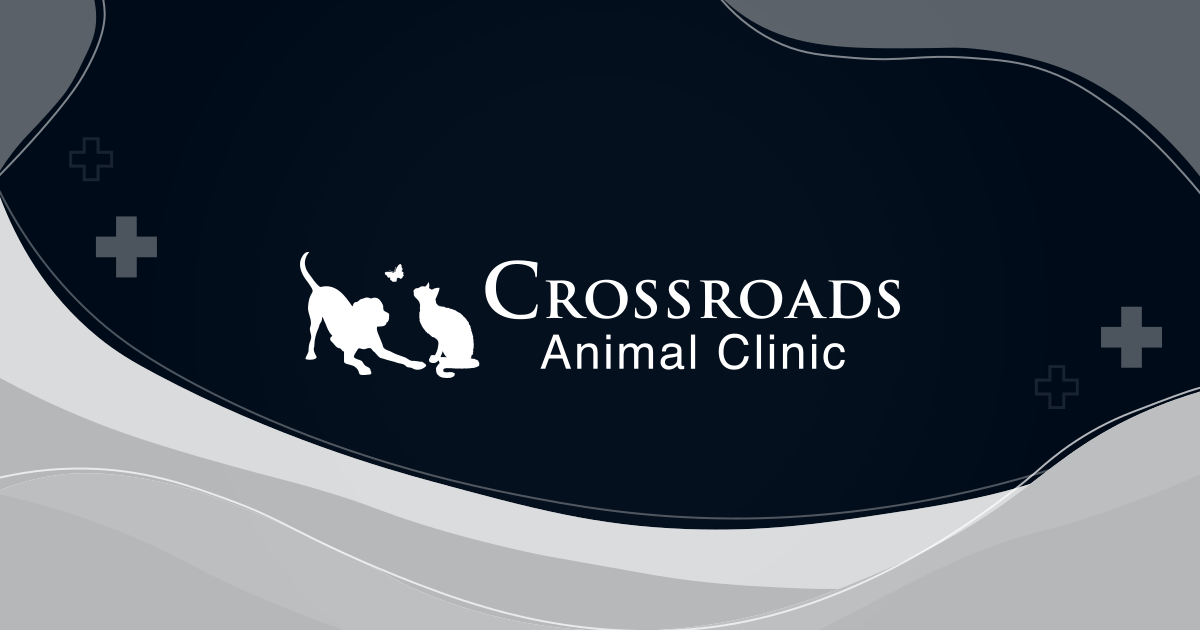 Blog | Crossroads Animal Clinic | Arlington Vet