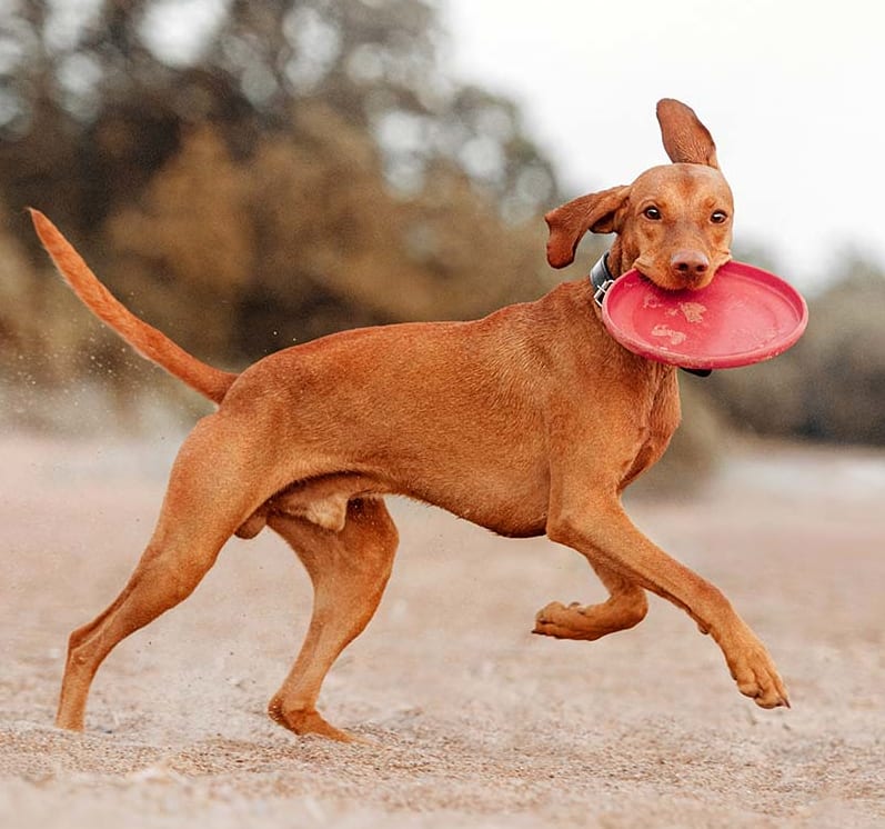 Medical boarding for deals dogs near me