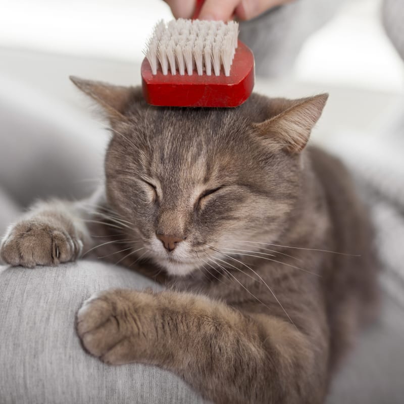 Dog being bathed for optimal hygiene in the current year