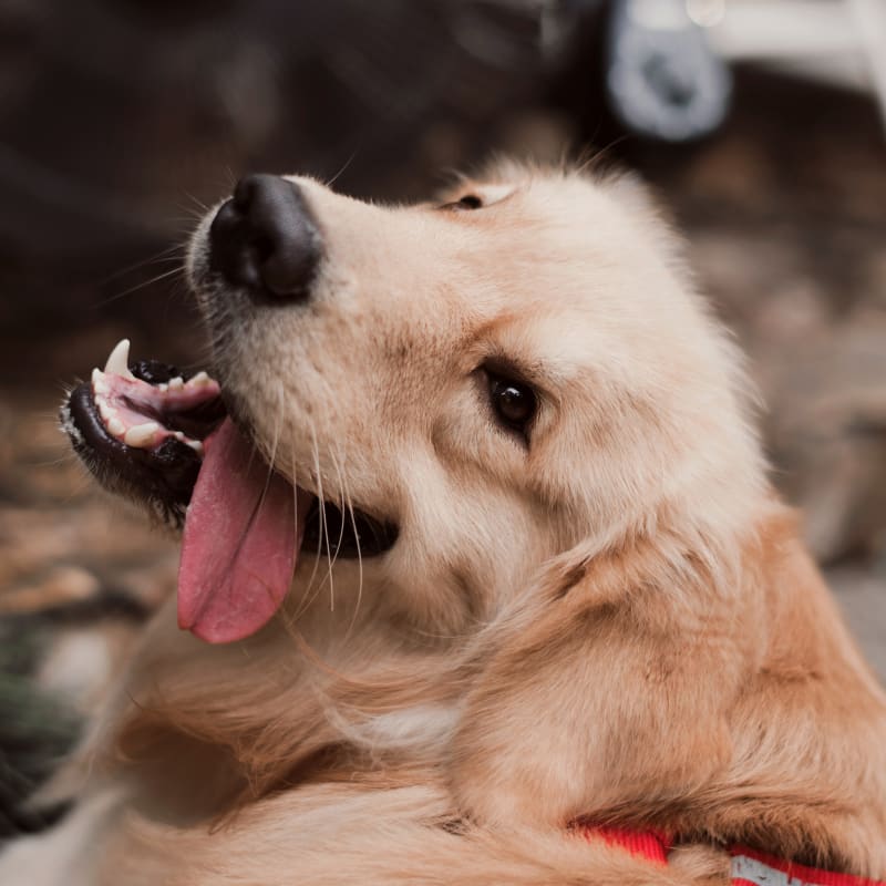 Dog after Surgery at Arlington Vet