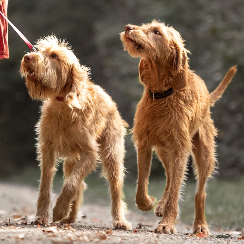 Two dogs after Vaccinations & Parasite Prevention Services in Arlington