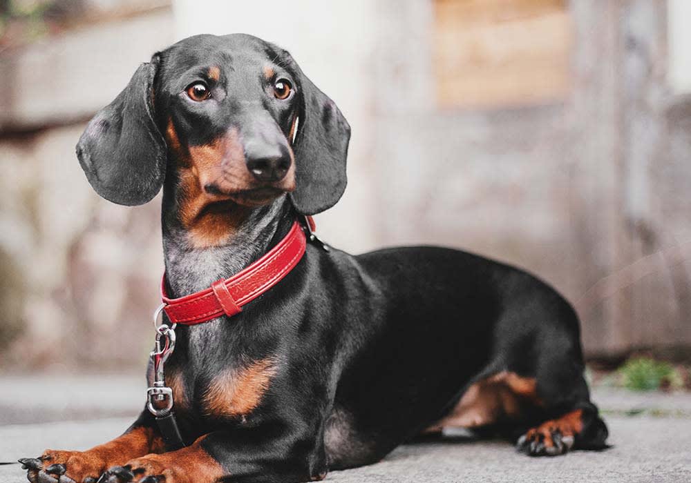 Crossroads Animal Clinic | Arlington Speciality & Emergency Vet